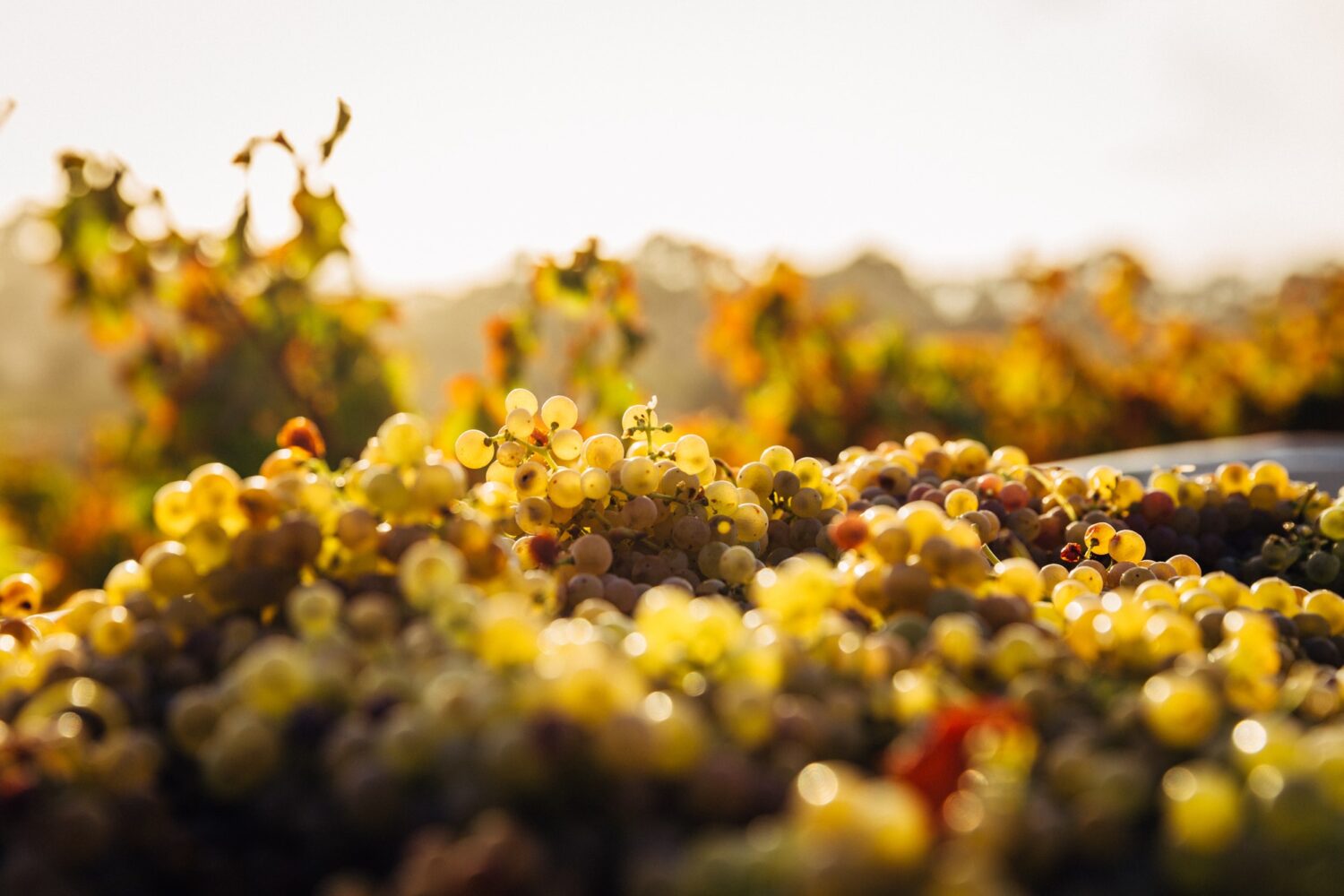 DOMAINE LABASTIDUM