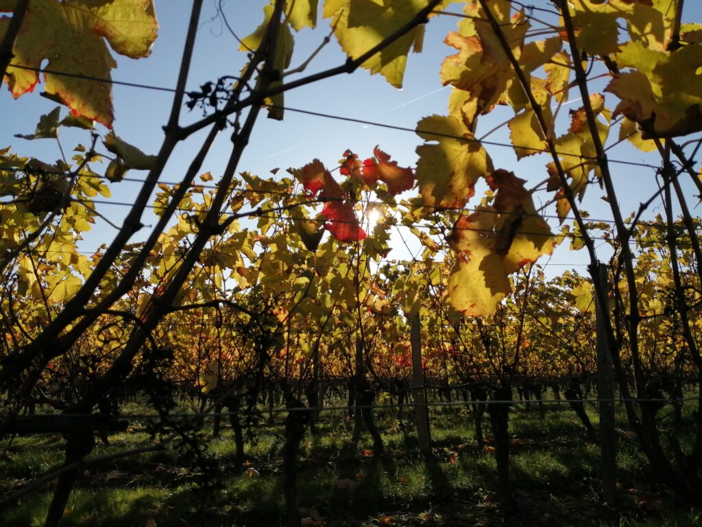 DU TARN AU VIGNOBLE