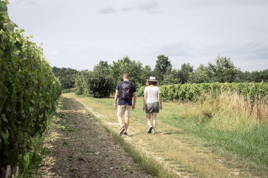 ENTRE LES VIGNES : LE SERAPIAS EN COEUR