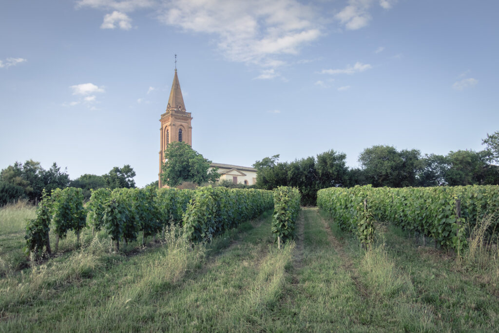LA VIGNE DANS TOUS LES SENS AU DOMAINE PLAISANCE PENAVAYRE